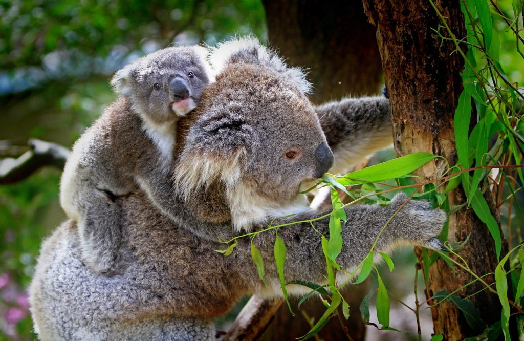 koala, animals, mammals
